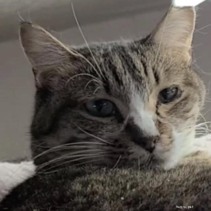 登録している生体