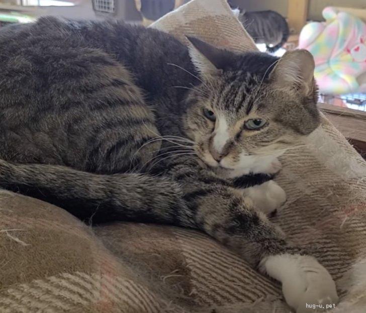 琴（こと）ちゃん