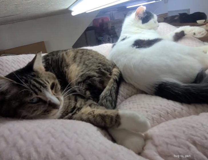 琴（こと）ちゃん