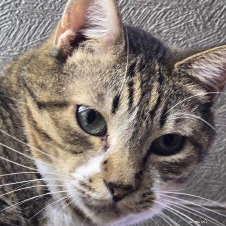 登録している生体