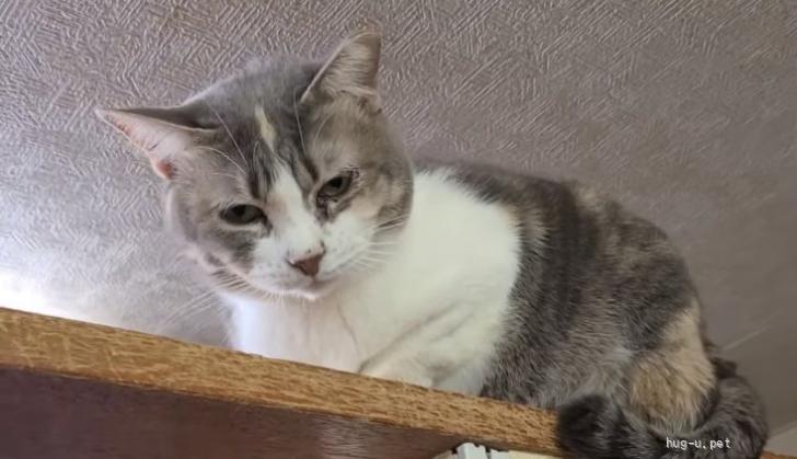チロちゃん