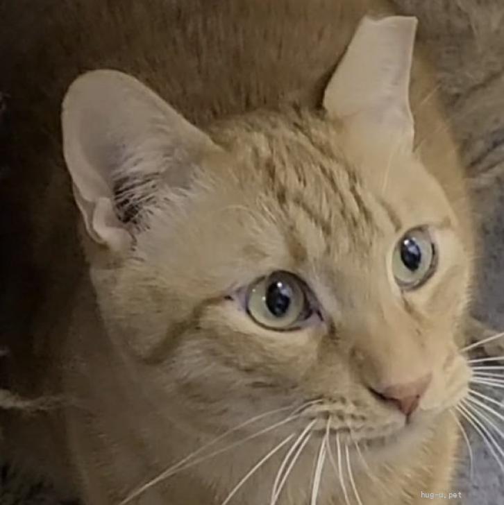 登録している生体