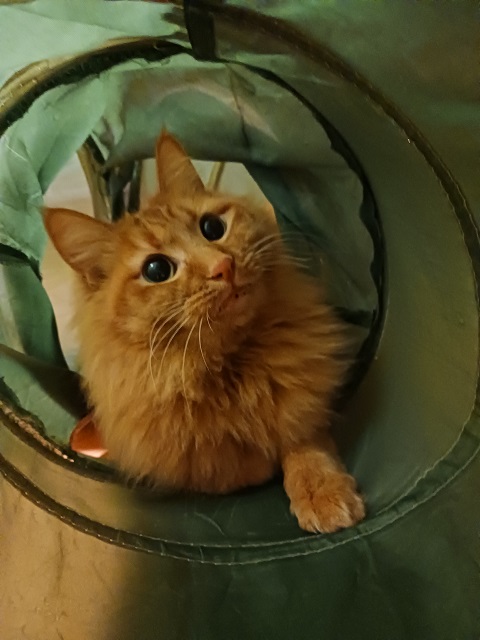 ひま