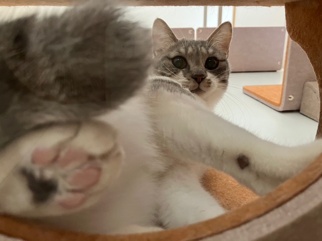 コロ