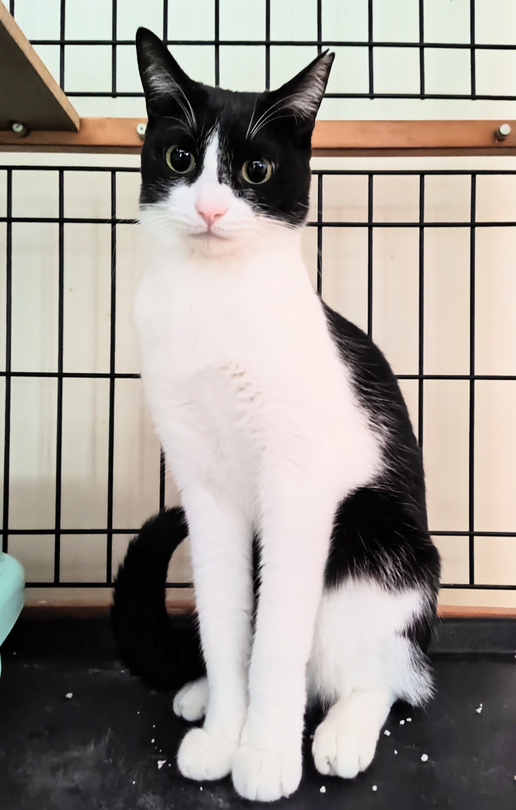 猫種不明