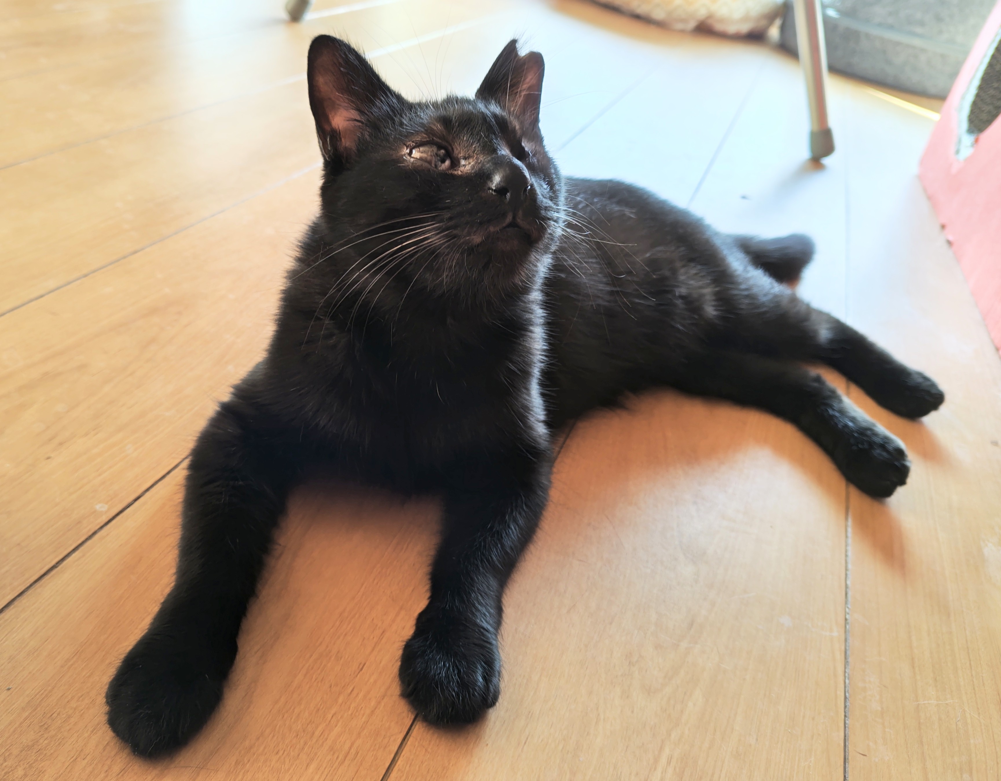 猫種不明