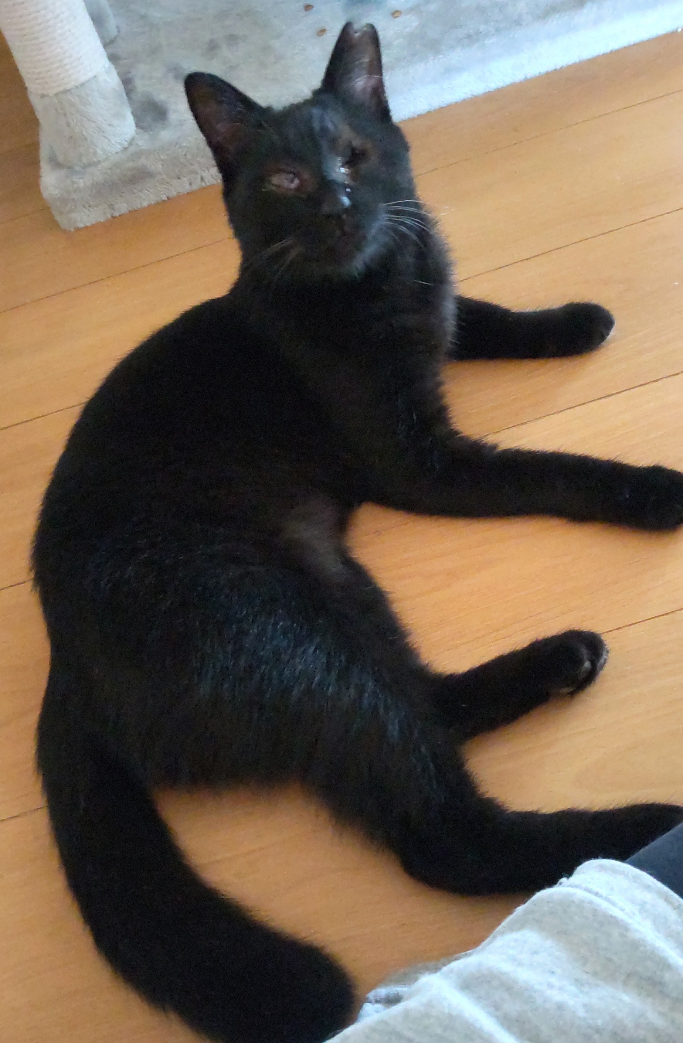 きらり