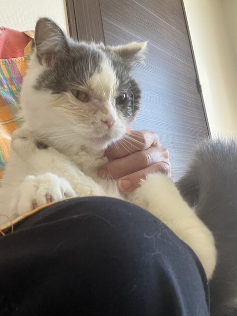 猫種不明