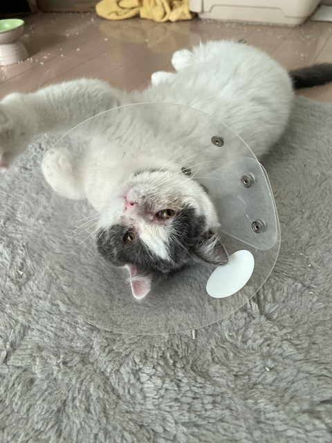 ミロ
