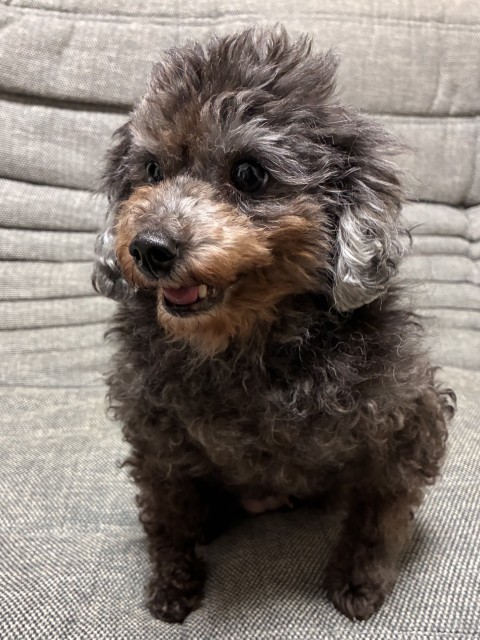 ティアレ