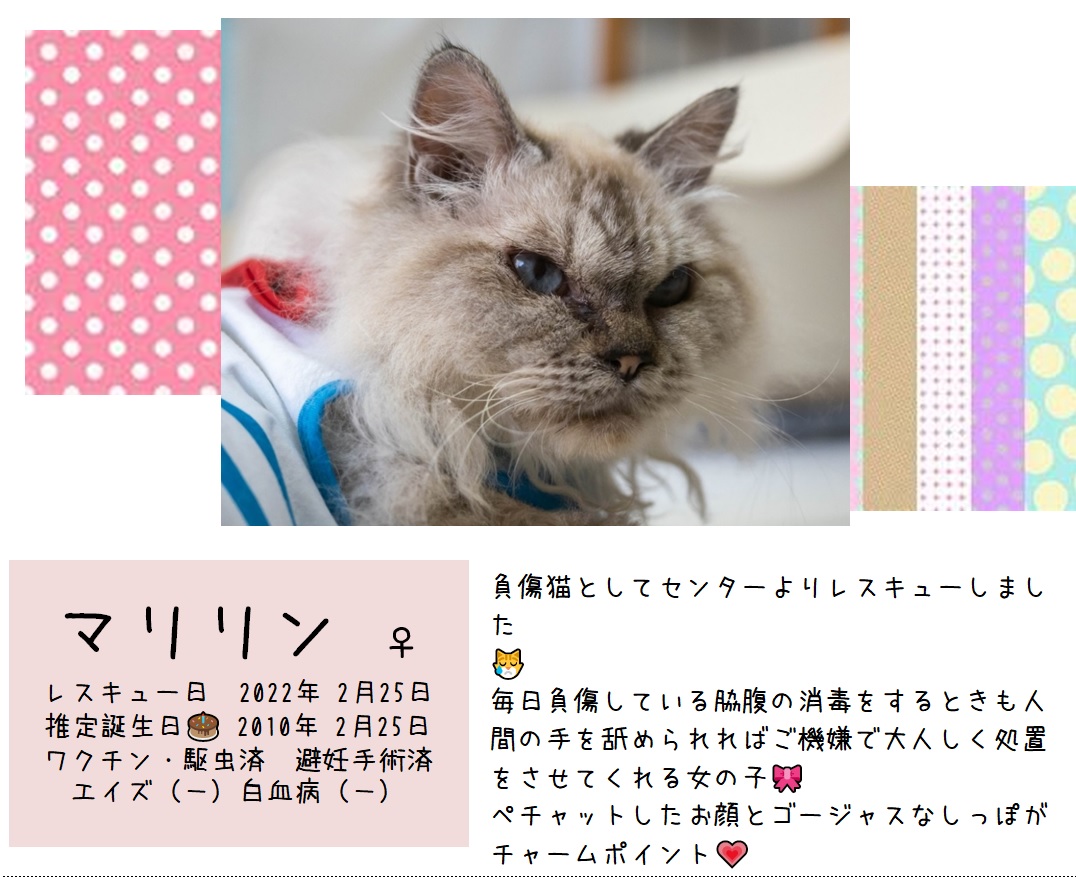 猫種不明