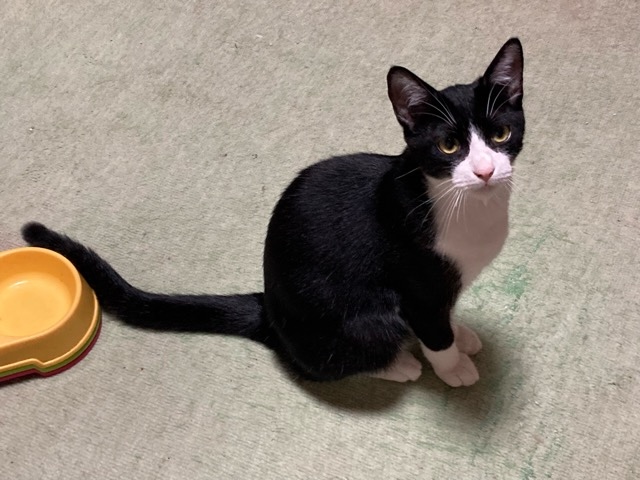 猫種不明