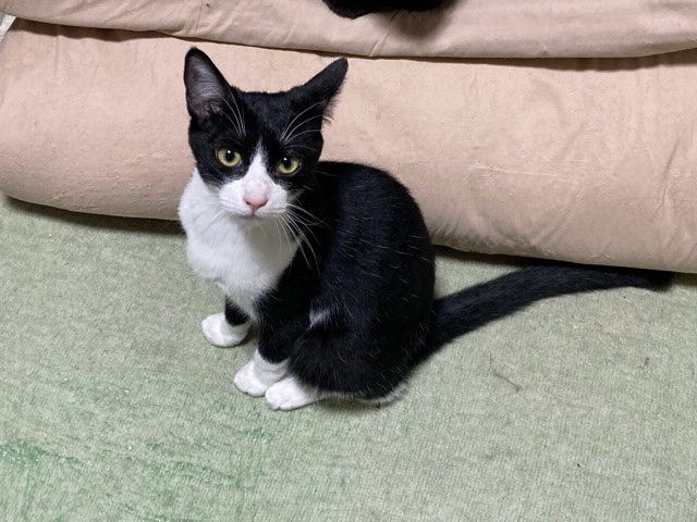 くーちゃん