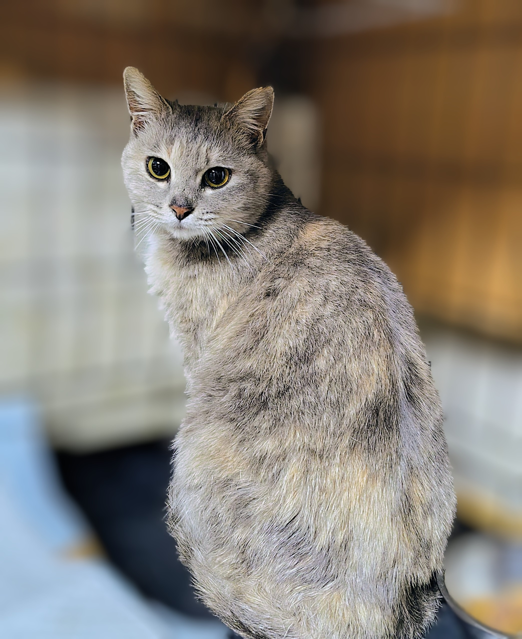 猫種不明
