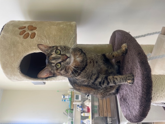 猫種不明