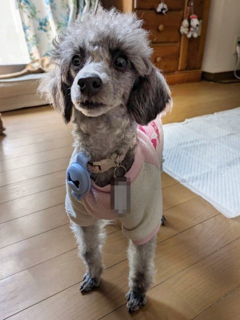 カティア