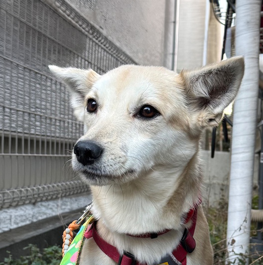 登録している生体