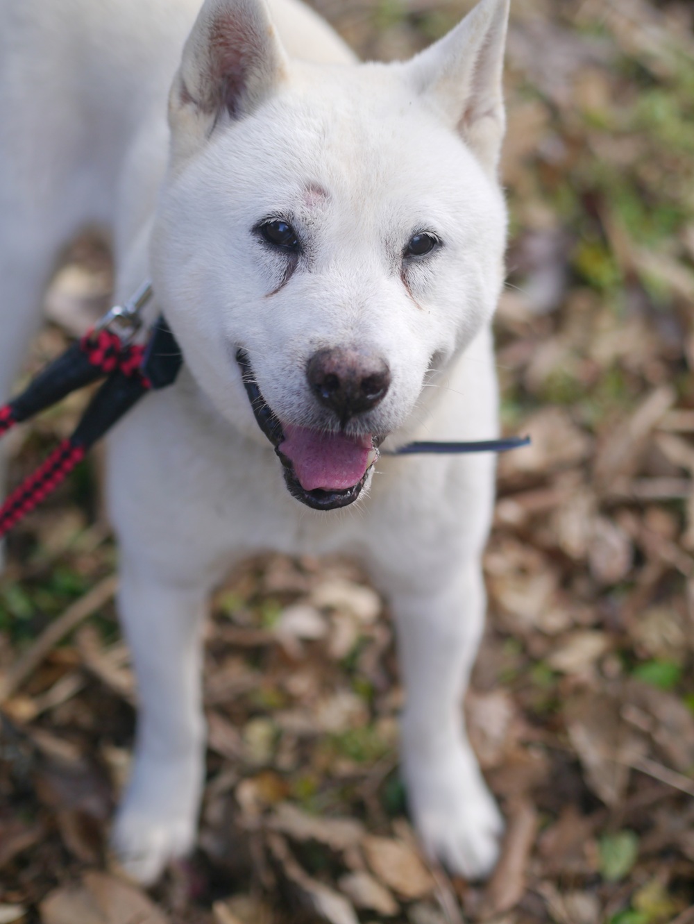 登録している生体