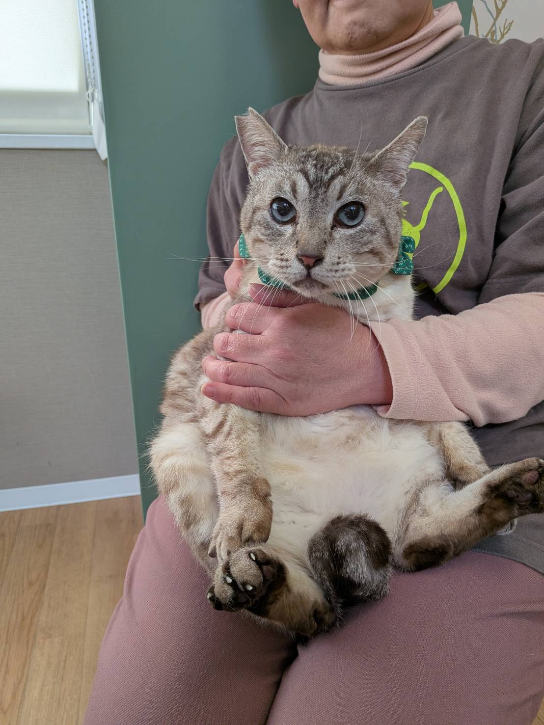 猫種不明