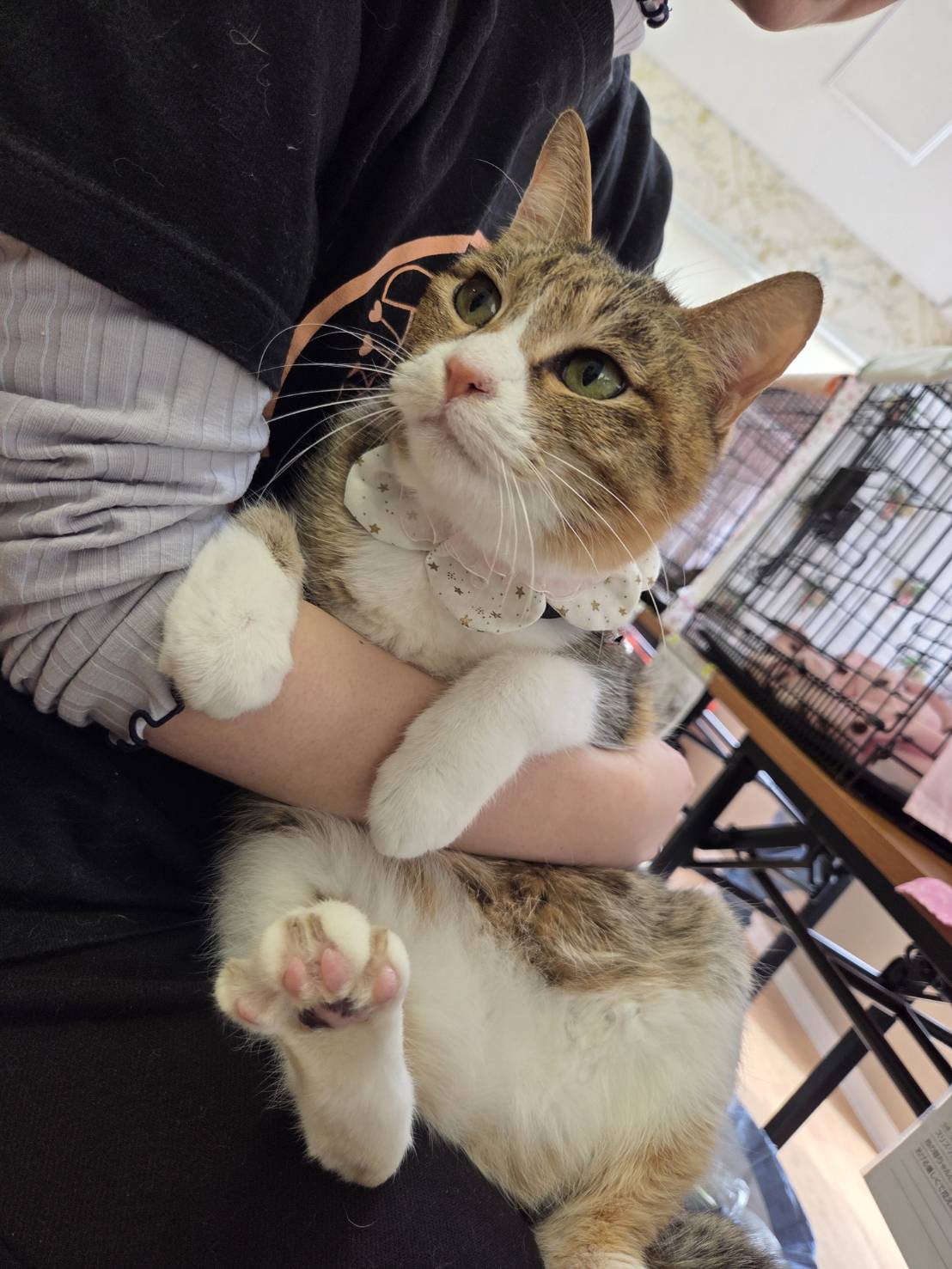 猫種不明