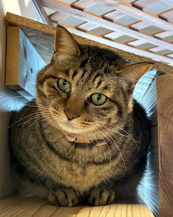猫種不明
