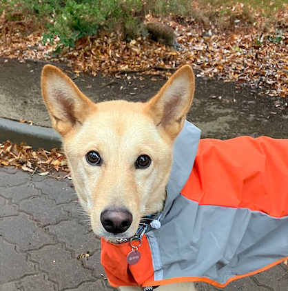 犬種不明
