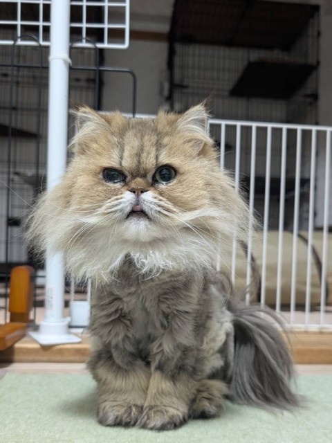 イチゴパフェ