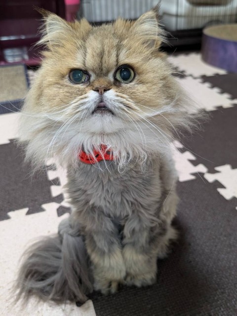 イチゴパフェ