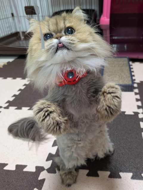 イチゴパフェ