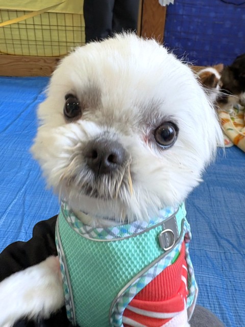 ヤックル