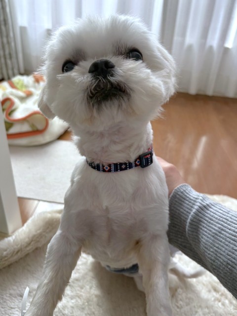 ヤックル