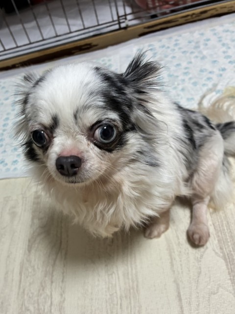 ゆきる