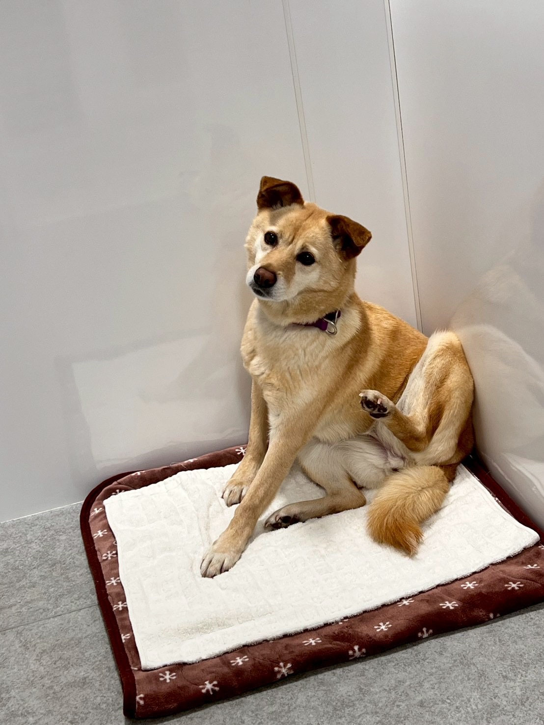 犬種不明