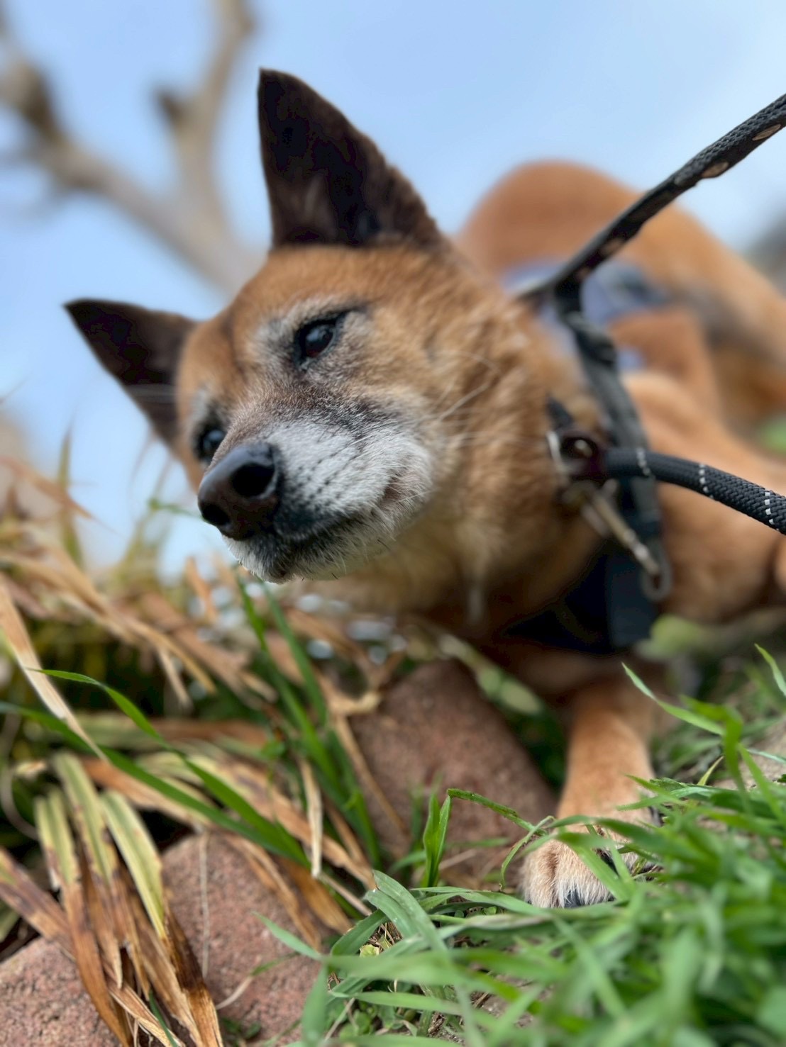 犬種不明