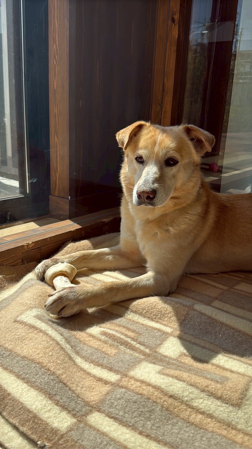 犬種不明