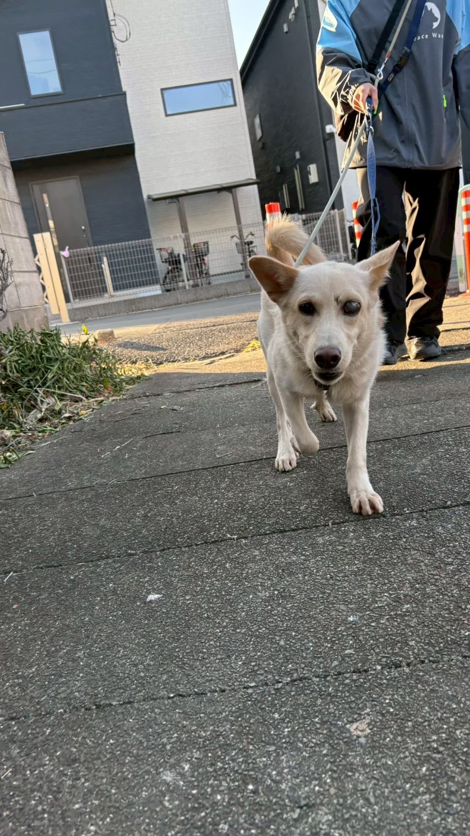 犬種不明