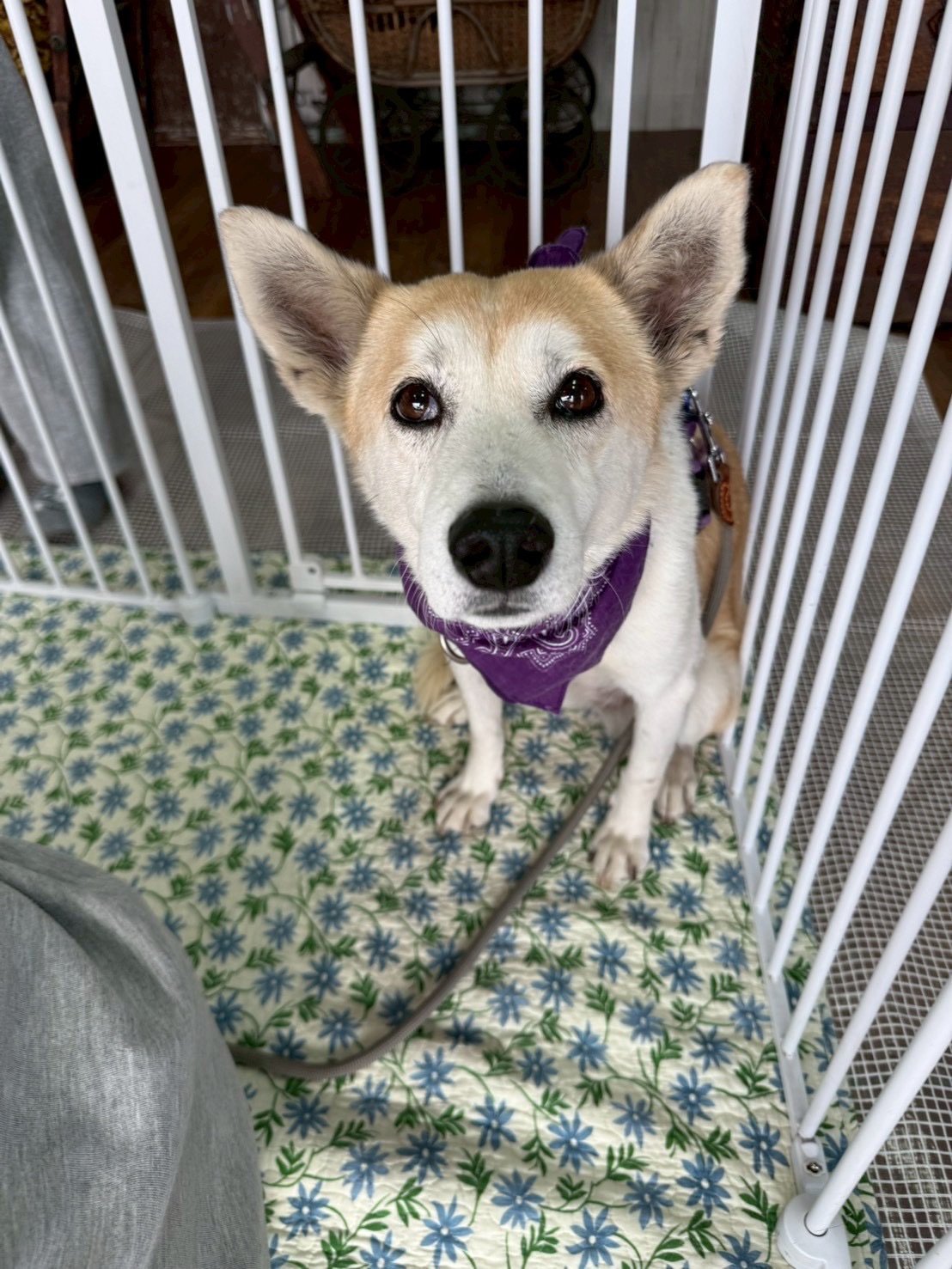 犬種不明