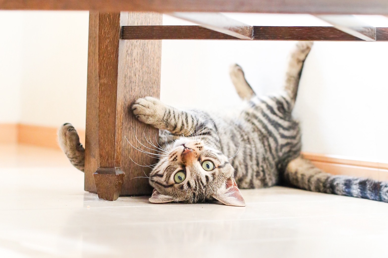 猫種不明