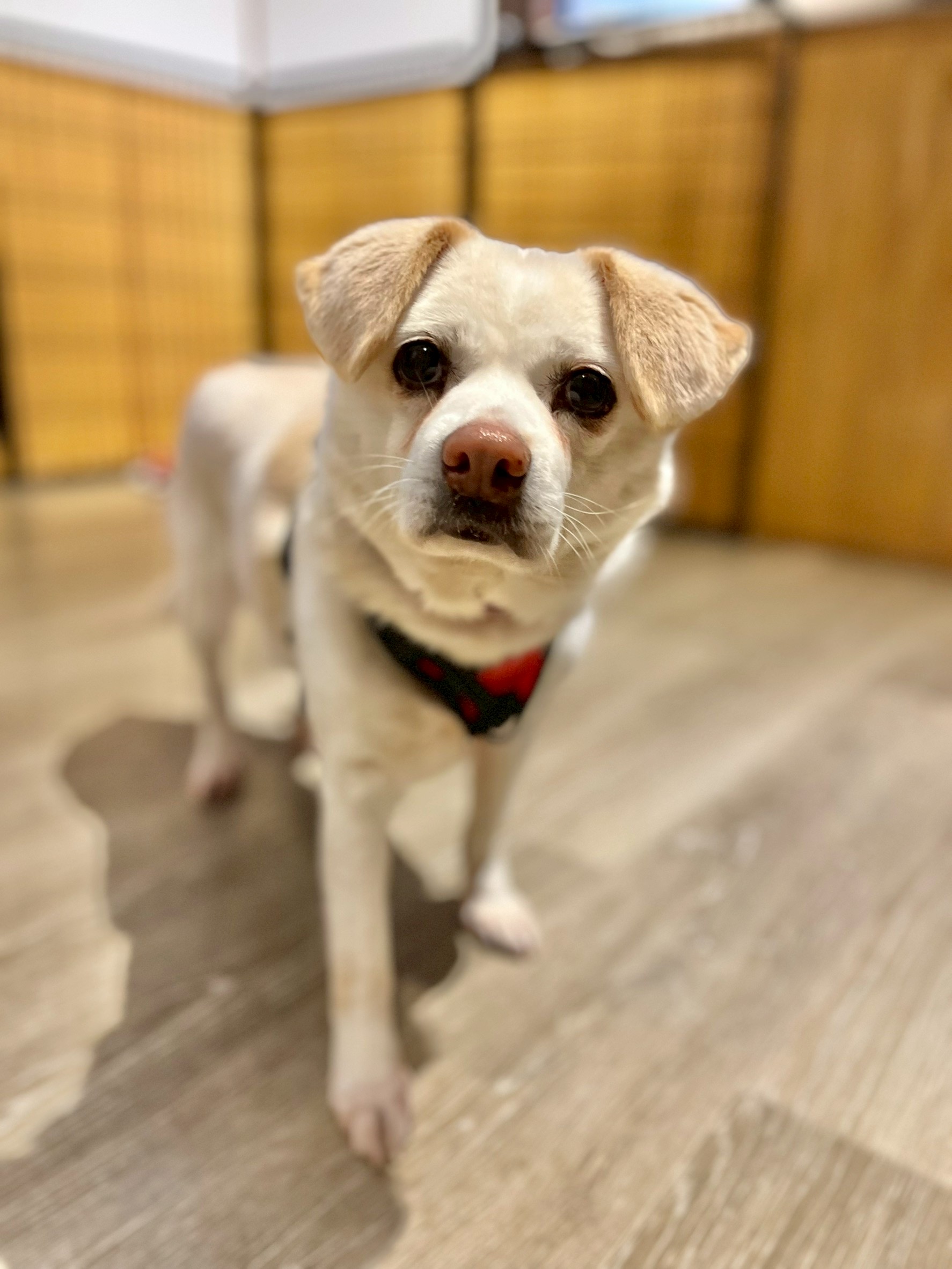 犬種不明