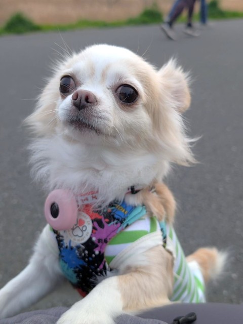 登録している生体