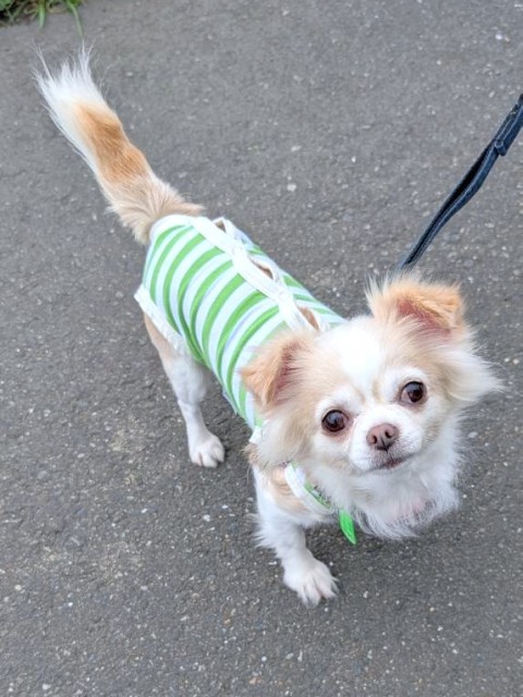 メンネ