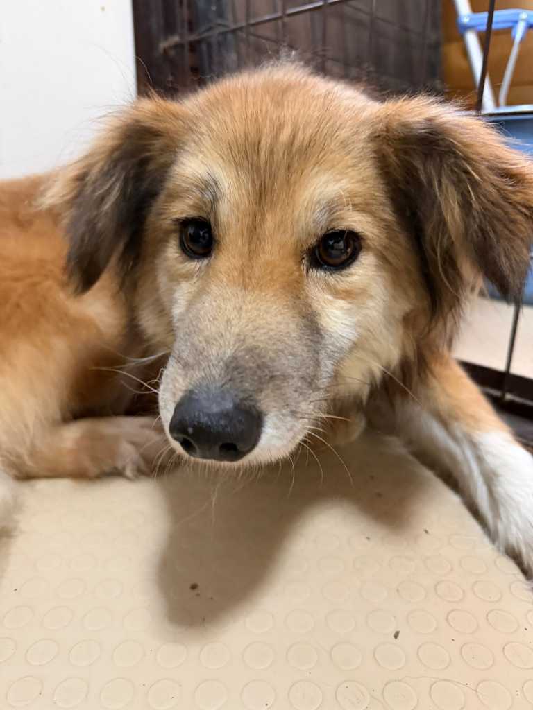 登録している生体