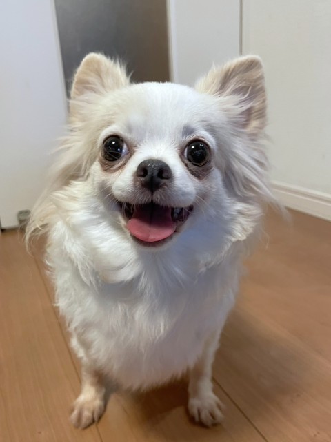 登録している生体