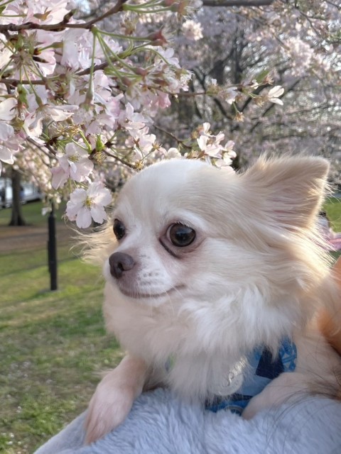 モルル