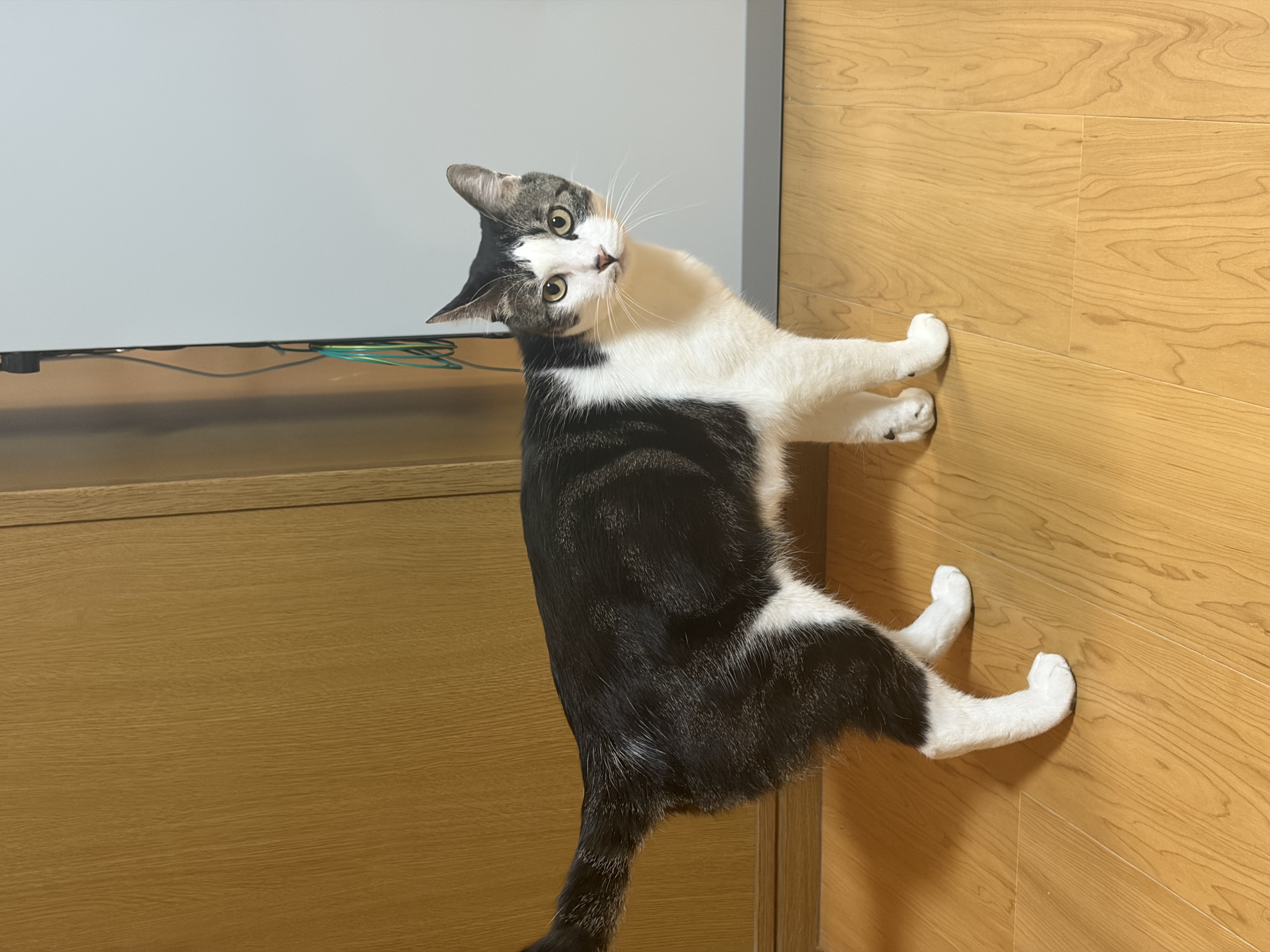 猫種不明