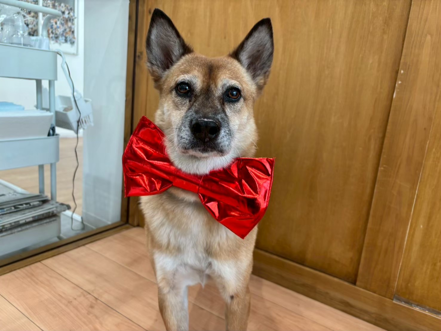 犬種不明