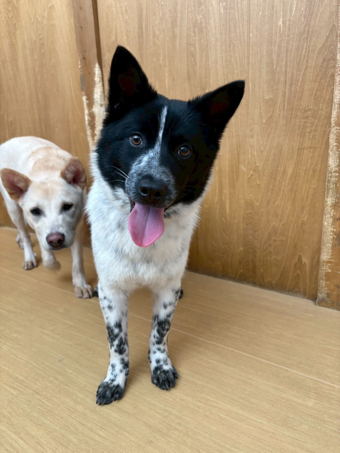 犬種不明