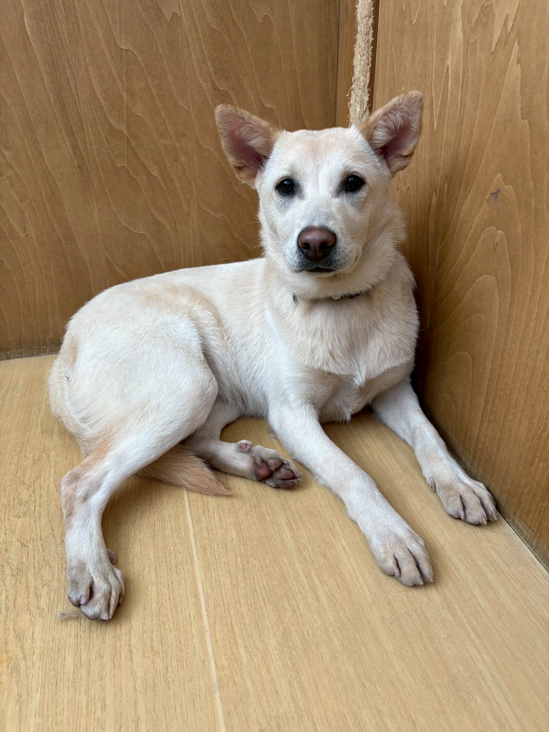 犬種不明