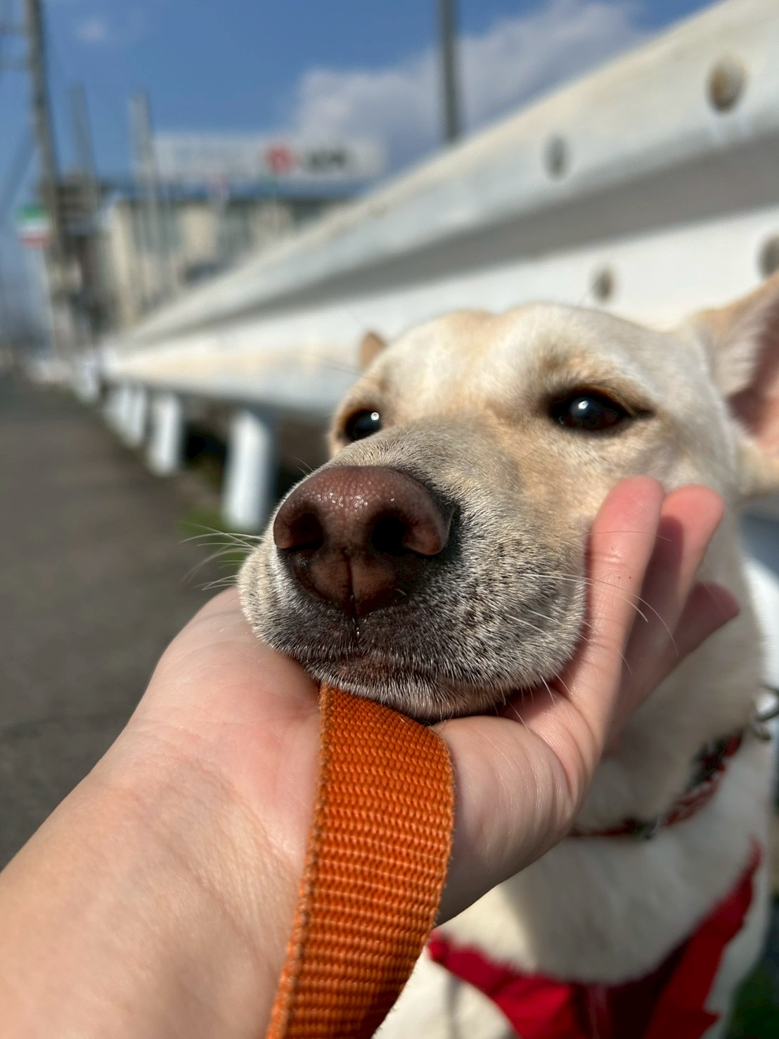 ノンノ