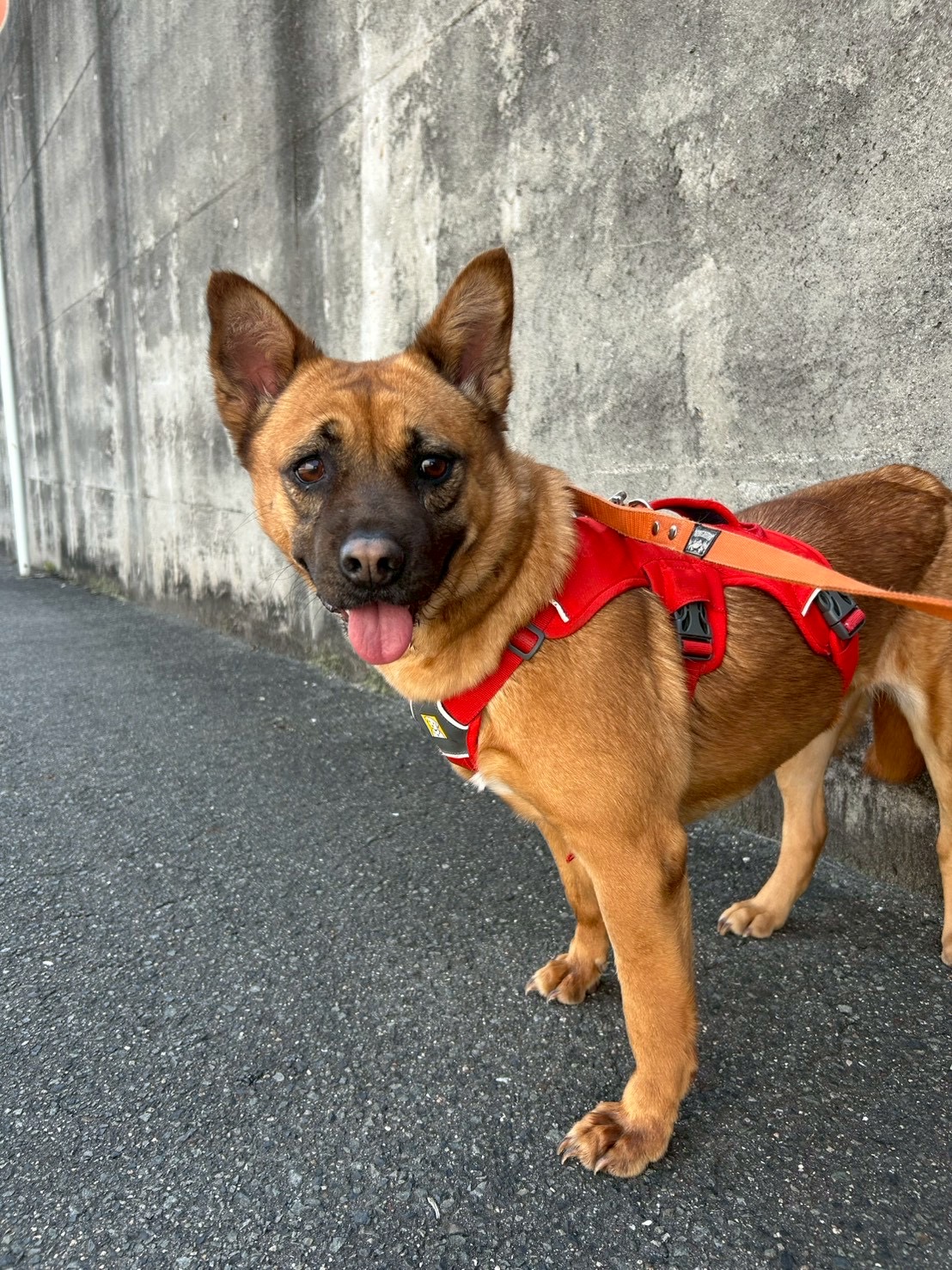 紬